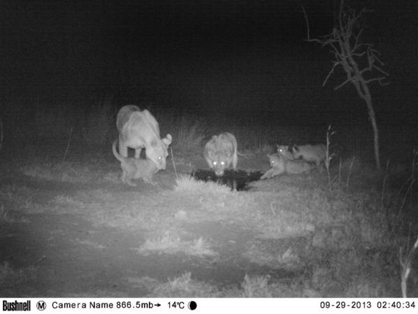 131026 1 2 Big Life Foundation Helping Keep the Lions of the Amboseli Ecosystem Alive 