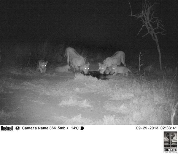 131205 1 1 Losses and Gains in Amboseli