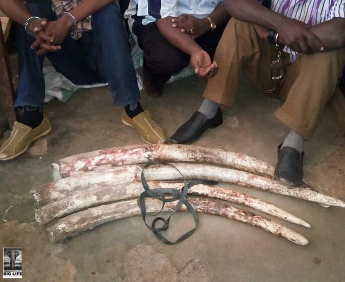 170115 1 1 Cross Border Ivory Smugglers Nabbed