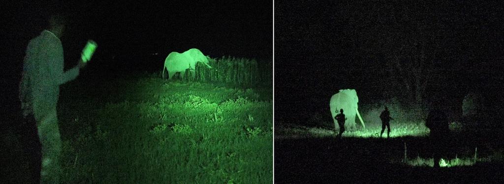 Rangers chase Tim - the biggest tusker in the ecosystem - out of a farmer’s maize crop