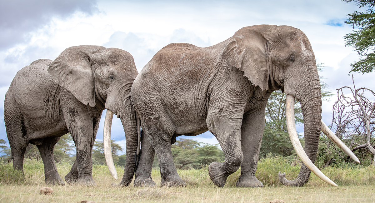 191208 Tim and Tolstoy among the biggest tusks in Africa