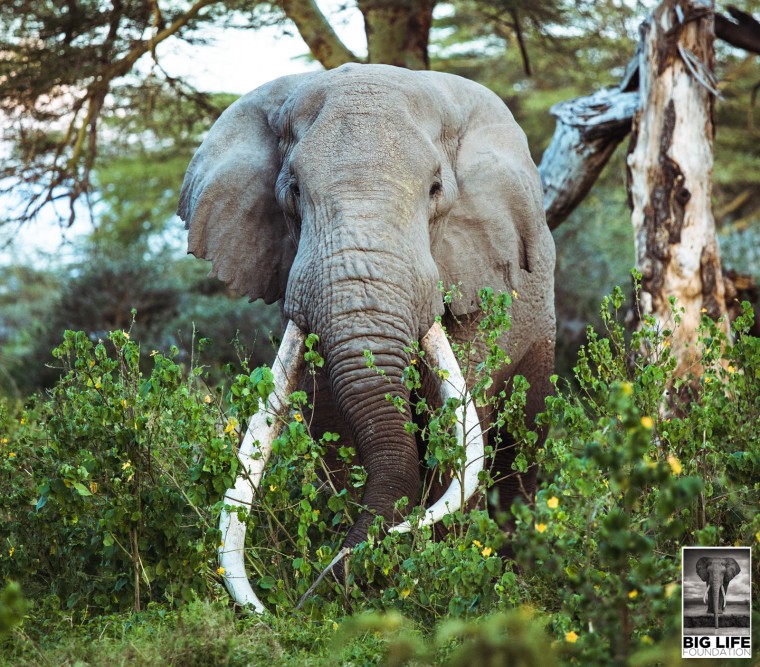 200205 Tim the tusker elephant has passed away