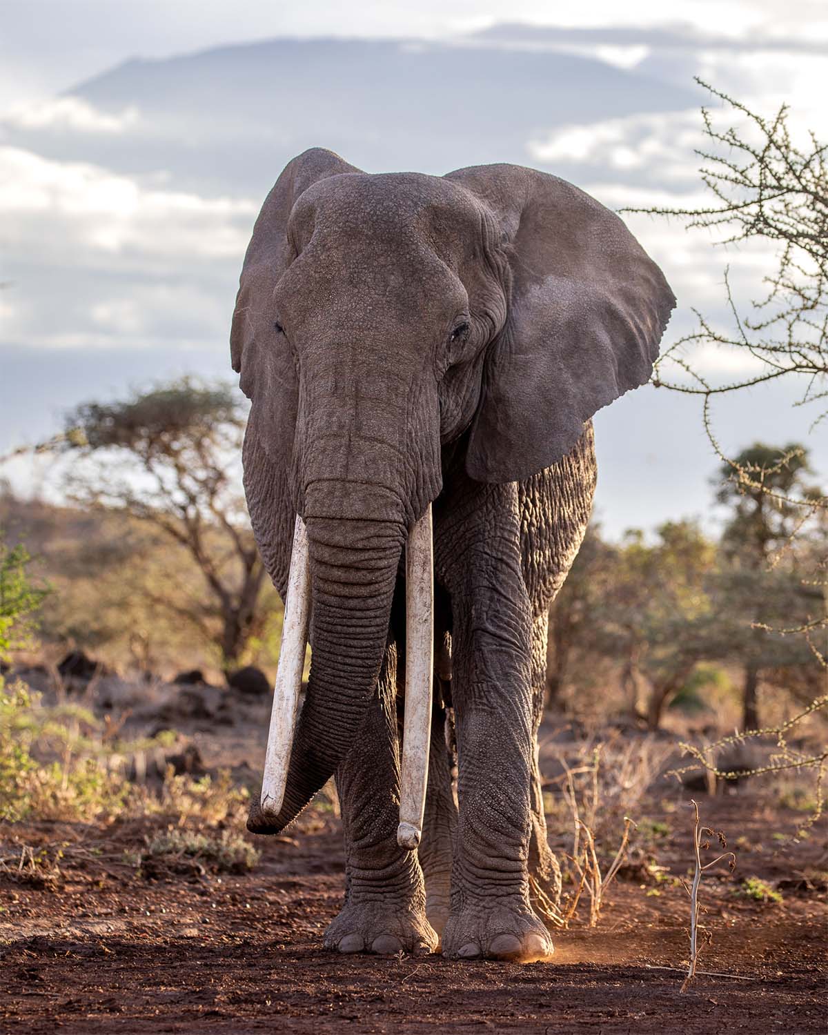 231106 Theodora the Queen of Amboseli