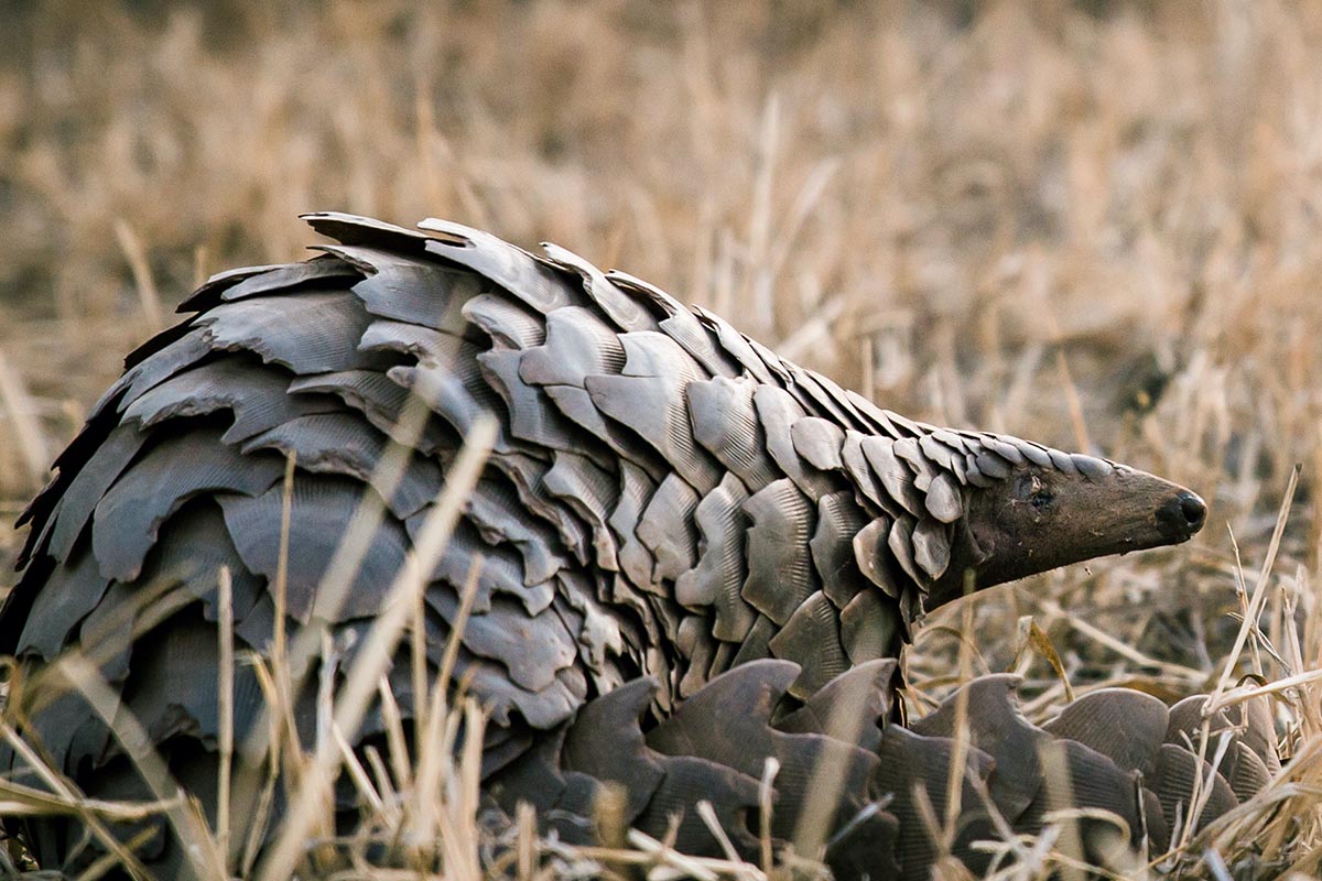 210220 World Pangolin Day