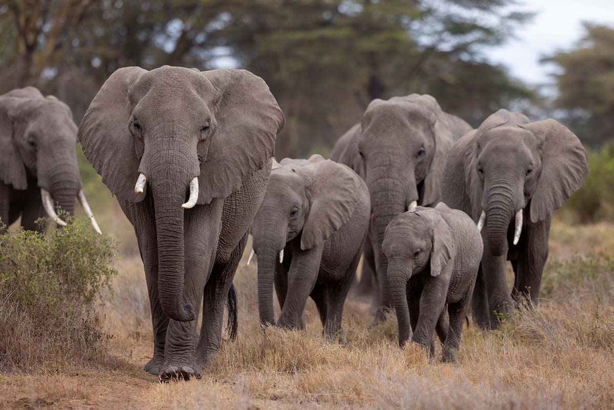 221007 elephants crossing kimana pinch point