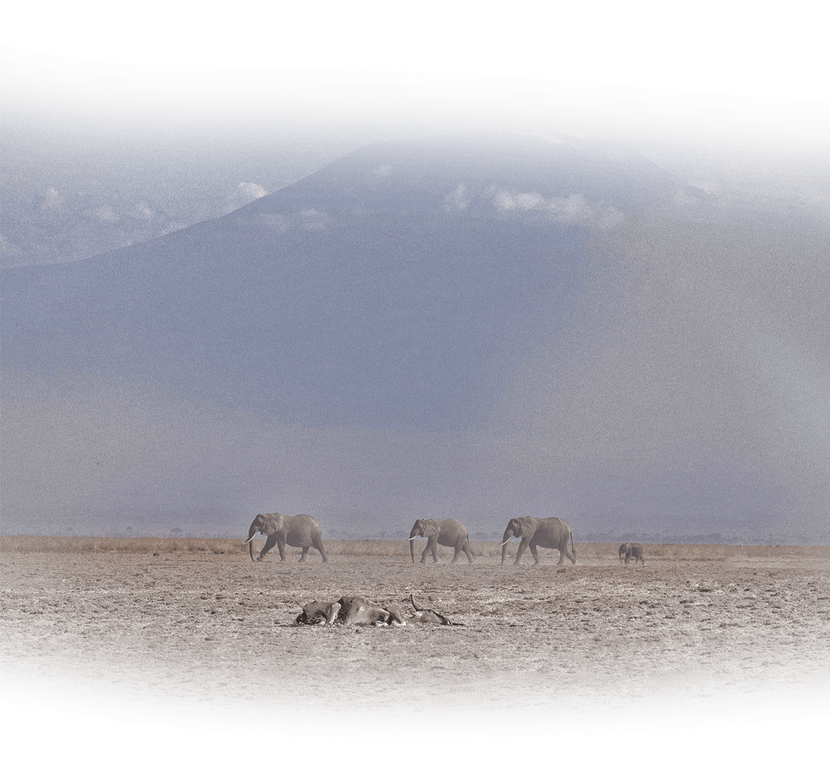 221129 action for amboseli elephants