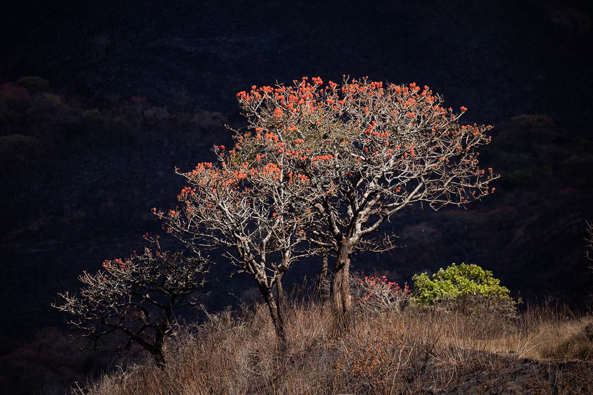 221207 erythrina chyulu hills