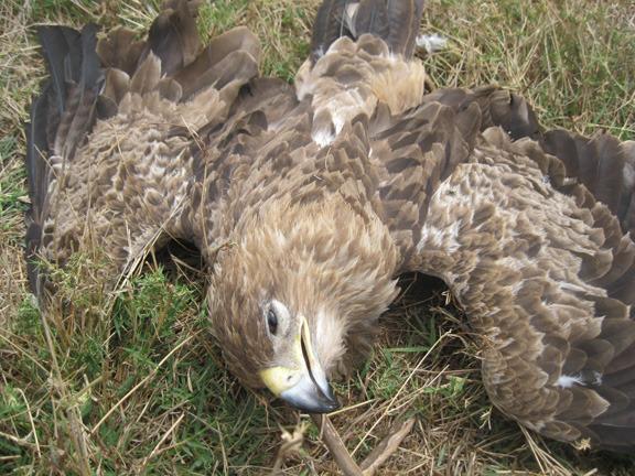 120214 1 3 Big Life Team Saves Pride of Lions from Poisoning by Banned Us Poison