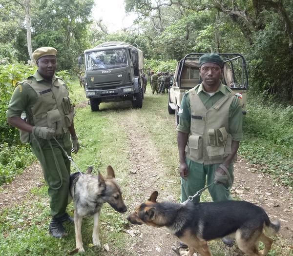 131116 1 1 Big Life Tanzanias Canine Stars