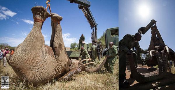 140611 1 1 How to Lift an Elephant