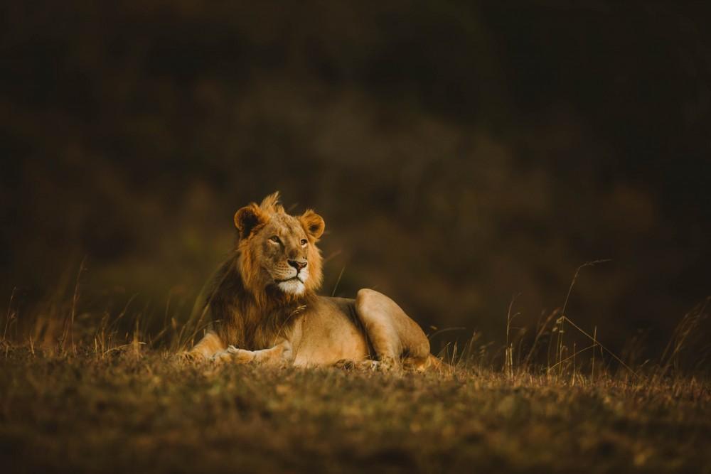 181012 LION Jeremy Goss 5475