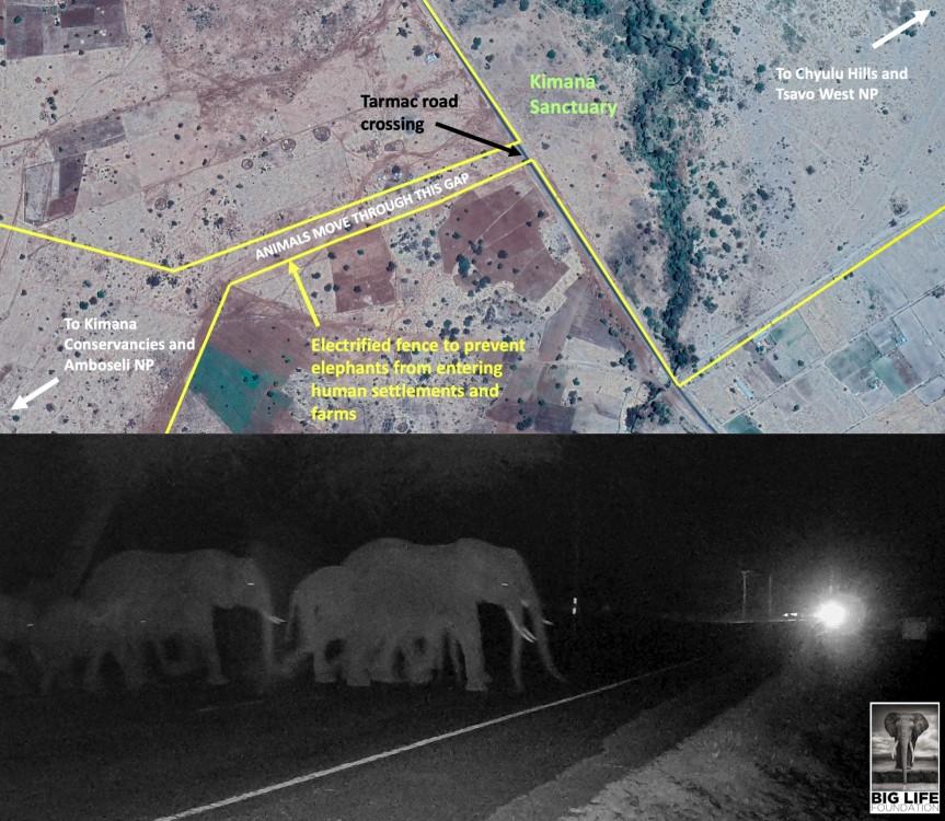 190210 Threading elephants watermarked