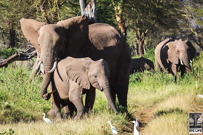 190828 Elephant Mom and calf in East Africa 